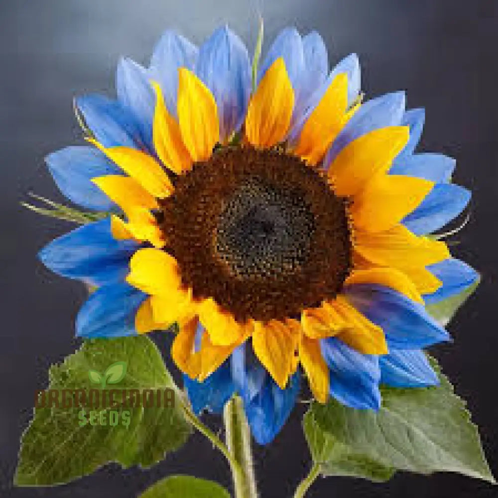 Yellow Blue Blooms to Your Garden, Planting Guide for Yellow Blue Sunflower Seeds organicindiaseeds