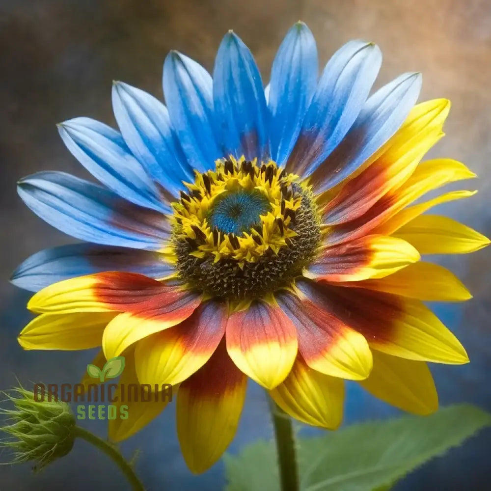 Yellow Blue Blooms to Your Garden, Planting Guide for Yellow Blue Sunflower Seeds organicindiaseeds