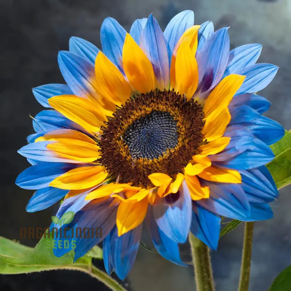 Yellow Blue Blooms to Your Garden, Planting Guide for Yellow Blue Sunflower Seeds organicindiaseeds