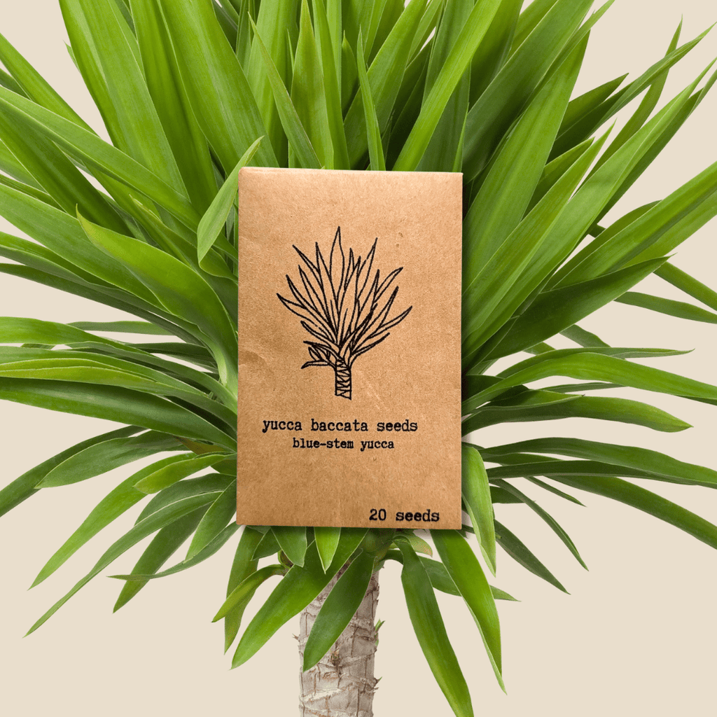 Yucca Baccata 'Blue Stem Yucca' Seeds Plantflix