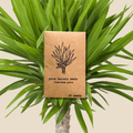 Yucca Baccata 'Blue Stem Yucca' Seeds Plantflix