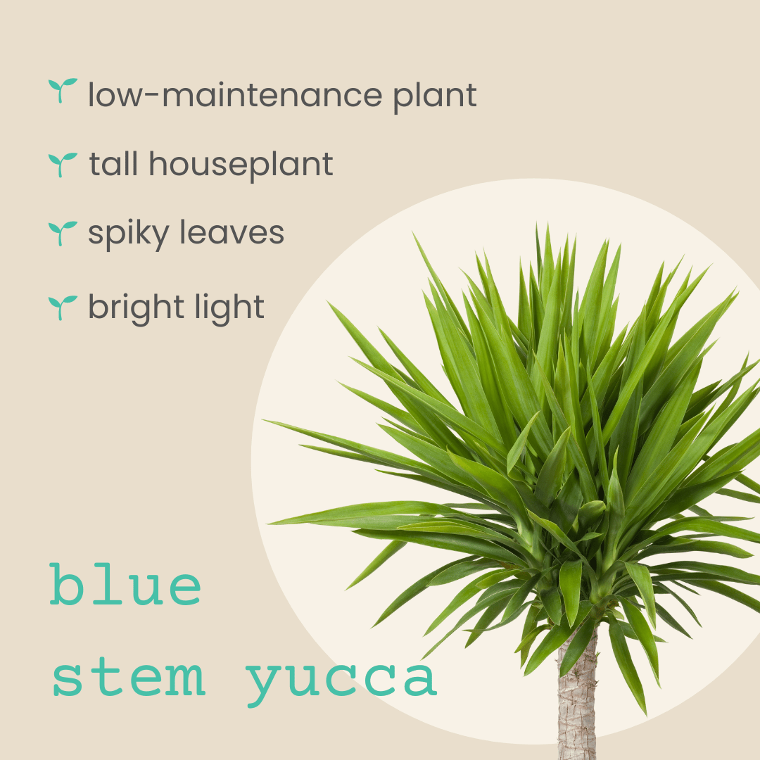 Yucca Baccata 'Blue Stem Yucca' Seeds Plantflix