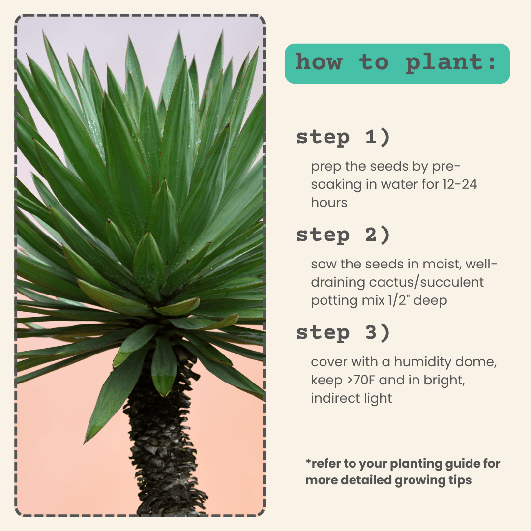 Yucca Baccata 'Blue Stem Yucca' Seeds Plantflix