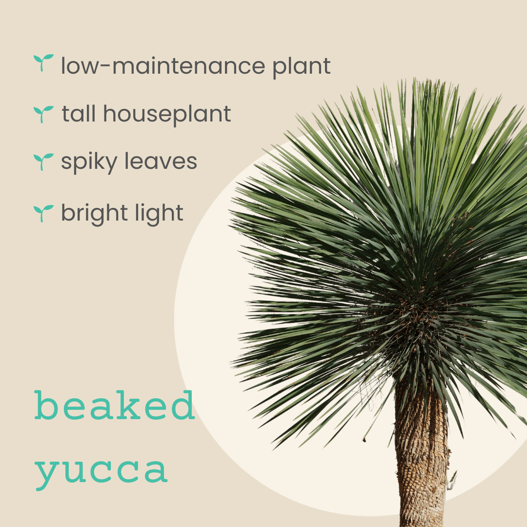 Yucca Rostrata 'Beaked Yucca' Seeds Plantflix