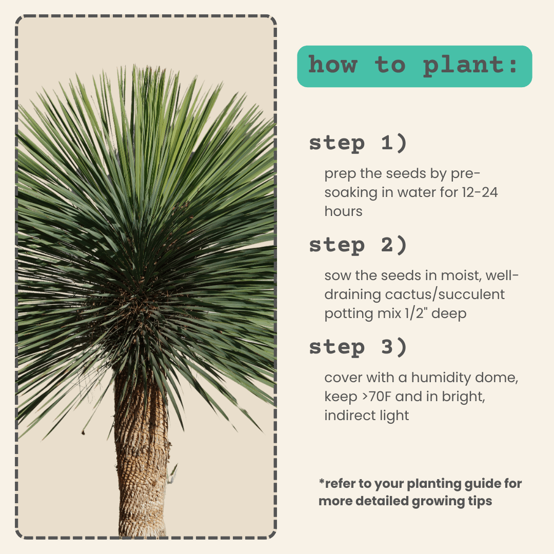 Yucca Rostrata 'Beaked Yucca' Seeds Plantflix