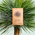 Yucca Rostrata 'Beaked Yucca' Seeds Plantflix