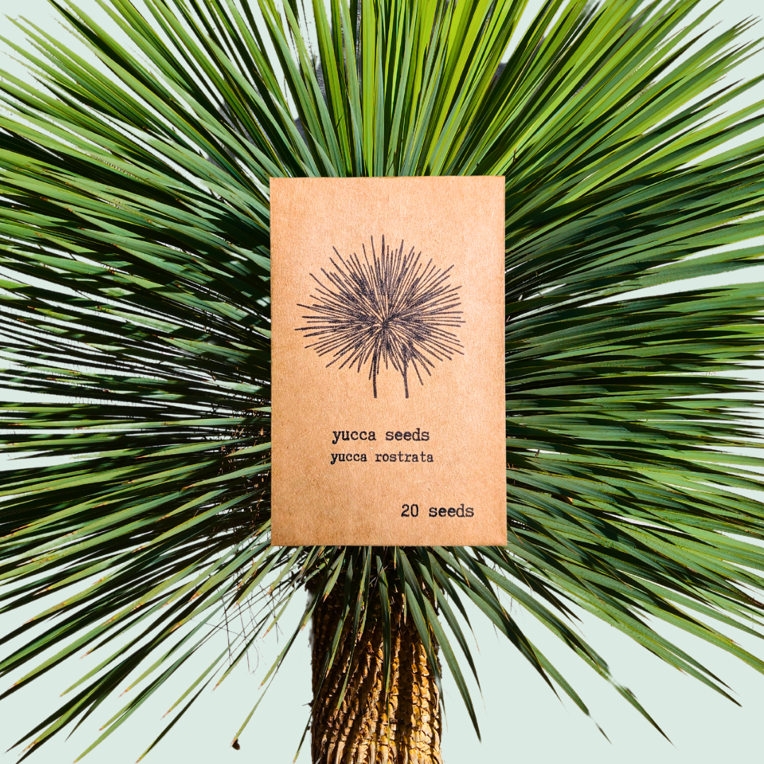 Yucca Rostrata 'Beaked Yucca' Seeds Plantflix