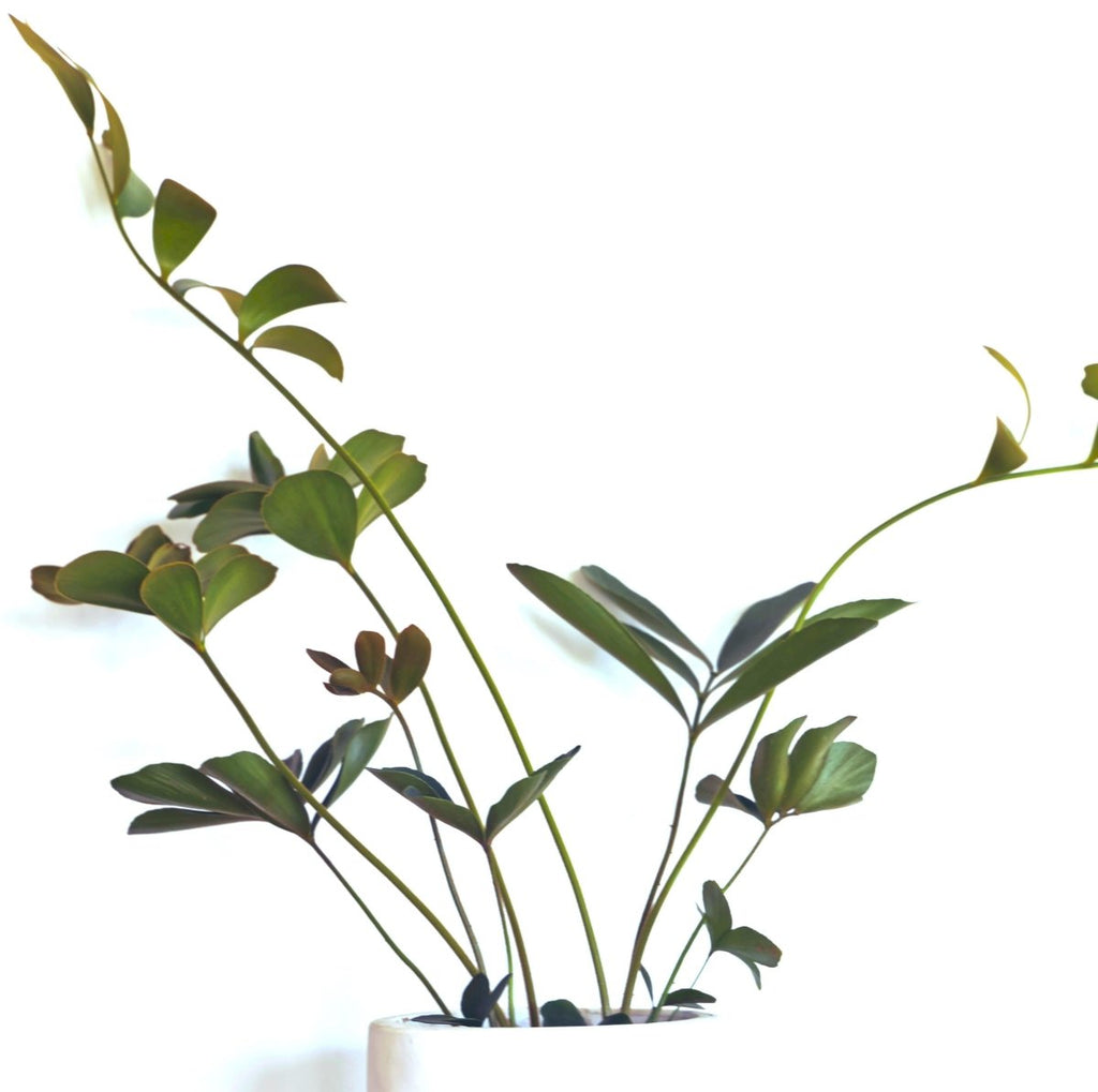 Zamia Furfuracea 'Cardboard Palm' Seeds Plantflix