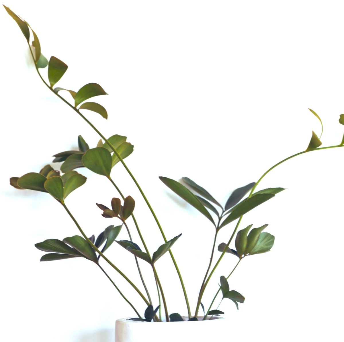 Zamia Furfuracea 'Cardboard Palm' Seeds Plantflix