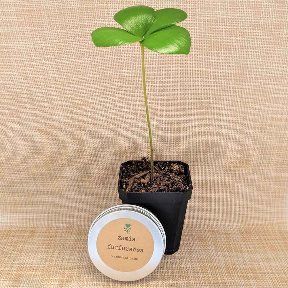 Zamia Furfuracea 'Cardboard Palm' Seeds Plantflix