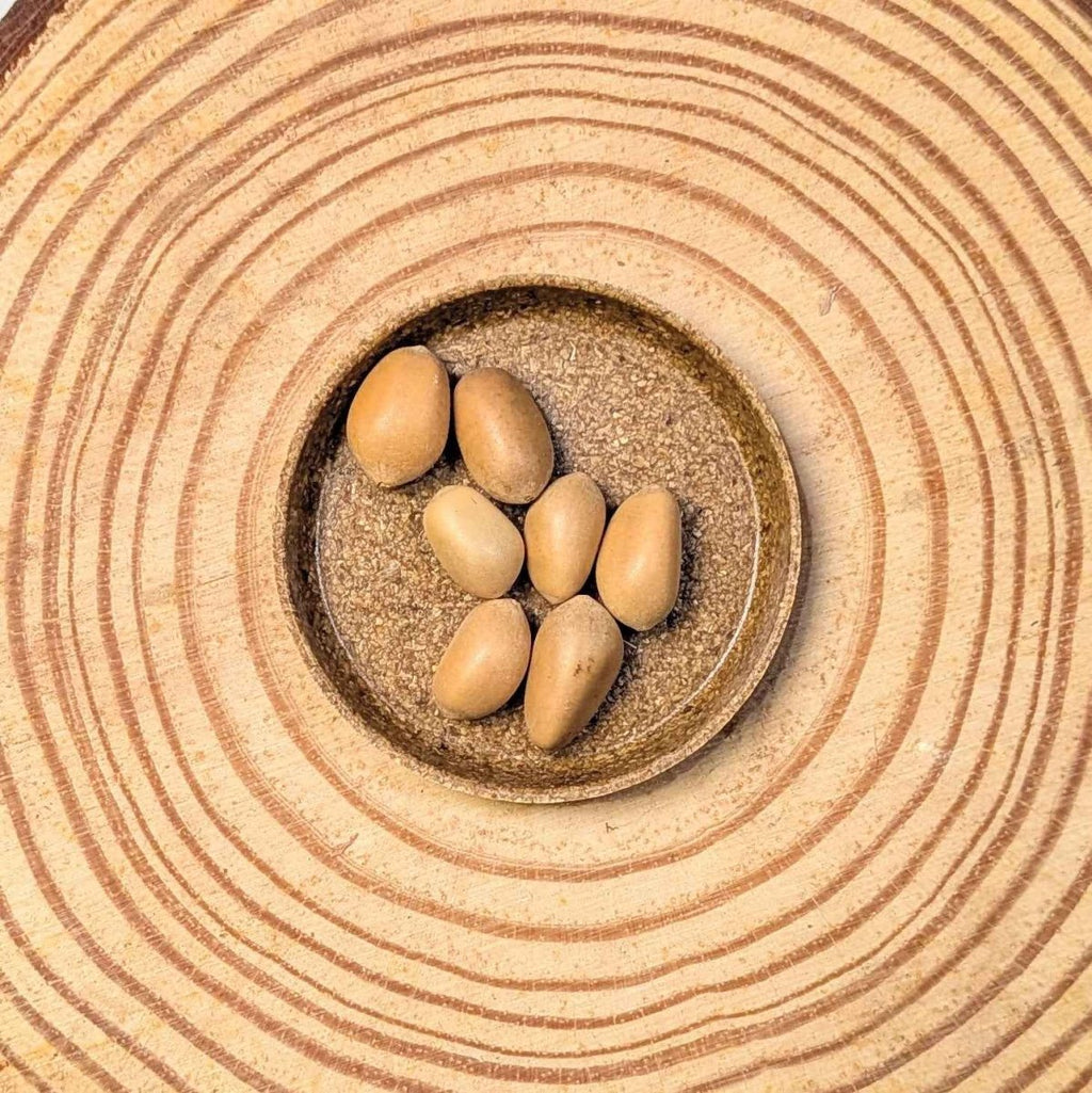 Zamia Furfuracea 'Cardboard Palm' Seeds Plantflix