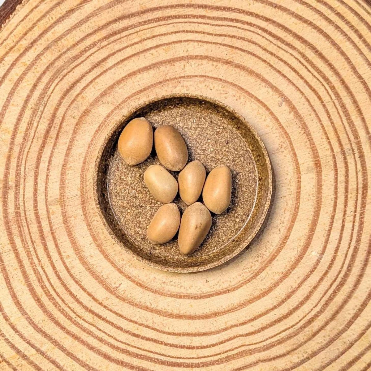 Zamia Furfuracea 'Cardboard Palm' Seeds Plantflix