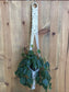 DIY Macrame Plant Hanger Kit - The Evelyn